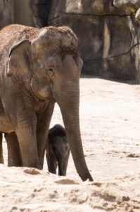 elephant, baby elephant, infant-2420905.jpg
